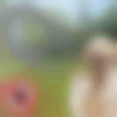 Kullancs és bolha nyakörv | PETPROTECT